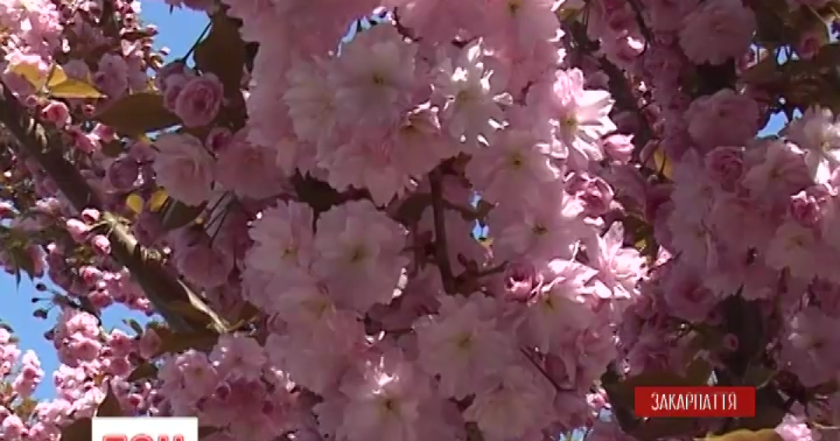 В Ужгороді розквітли японські сакури