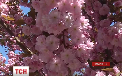 В Ужгород съезжаются туристы полюбоваться цветением сакуры