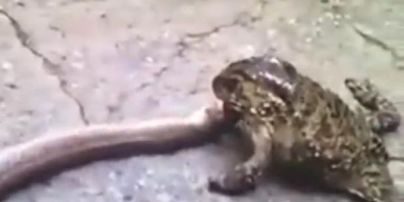 Очевидцы сняли на видео жабу, которая изо всех сил пытается съесть змею