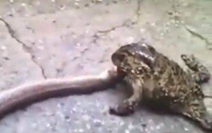 Очевидцы сняли на видео жабу, которая изо всех сил пытается съесть змею