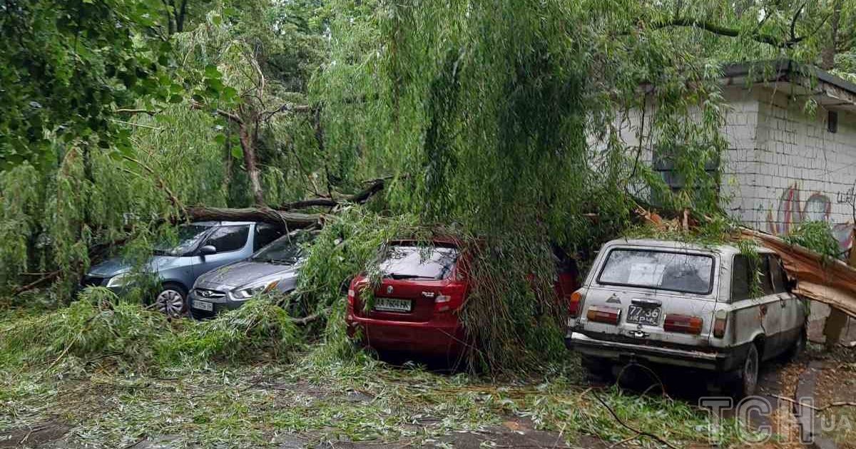 У Києві велика верба впала одразу на чотири автівки / © ТСН.ua