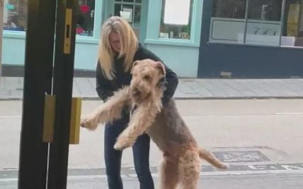 Сеть насмешила собака, которая пыталась затянуть хозяйку в паб - видео