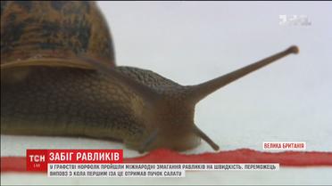 У Британії відбулись міжнародні змагання равликів на швидкість