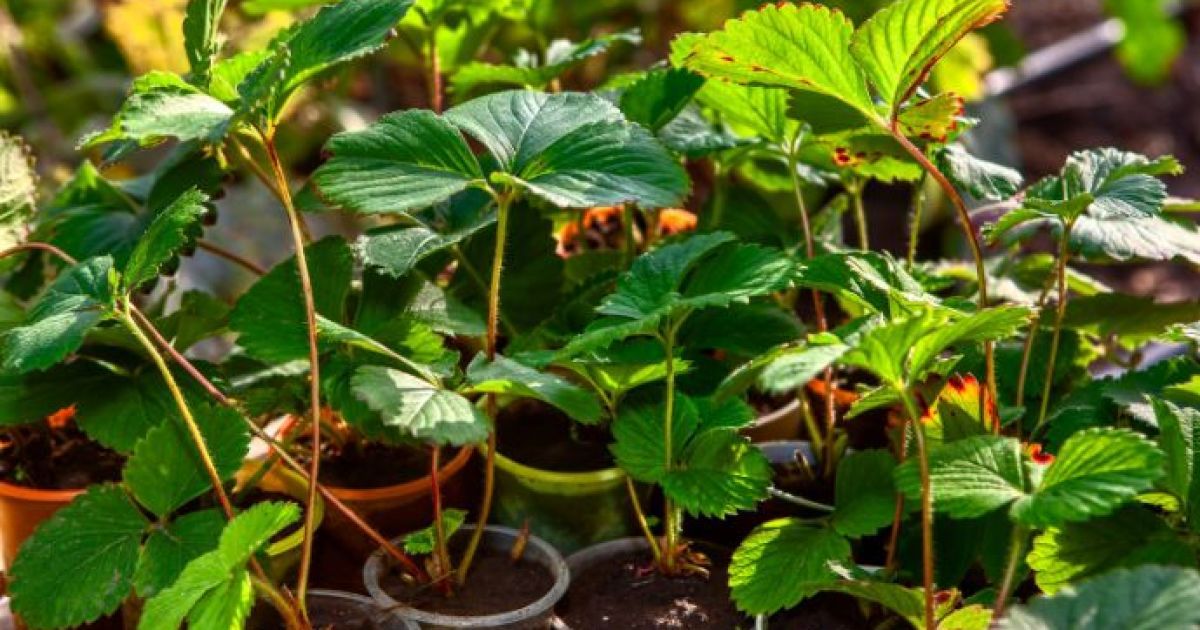 Як виростити розсаду полуниці