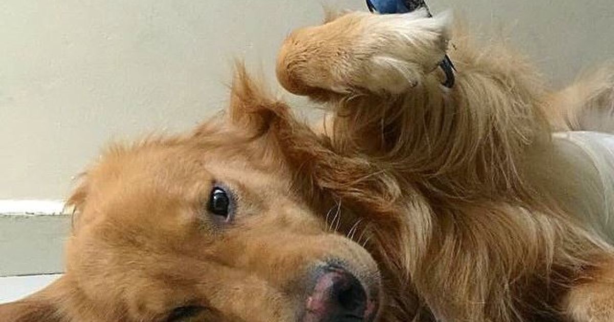 Боб фотографируется в окружении других животных / © Instagram/bob_goldenretriever