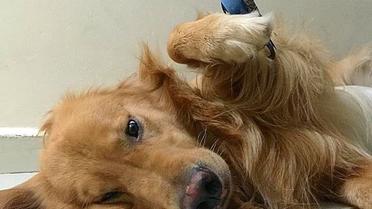Боб фотографируется в окружении других животных / © Instagram/bob_goldenretriever
