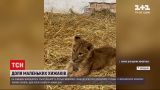 Новини України: поблизу Києва виходжують травмованих у контактному зоопарку левенят і ведмежат