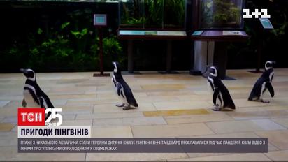Пінгвіни Енні та Едвард з чиказького акваріума стали героями дитячої книжки | Новини світу