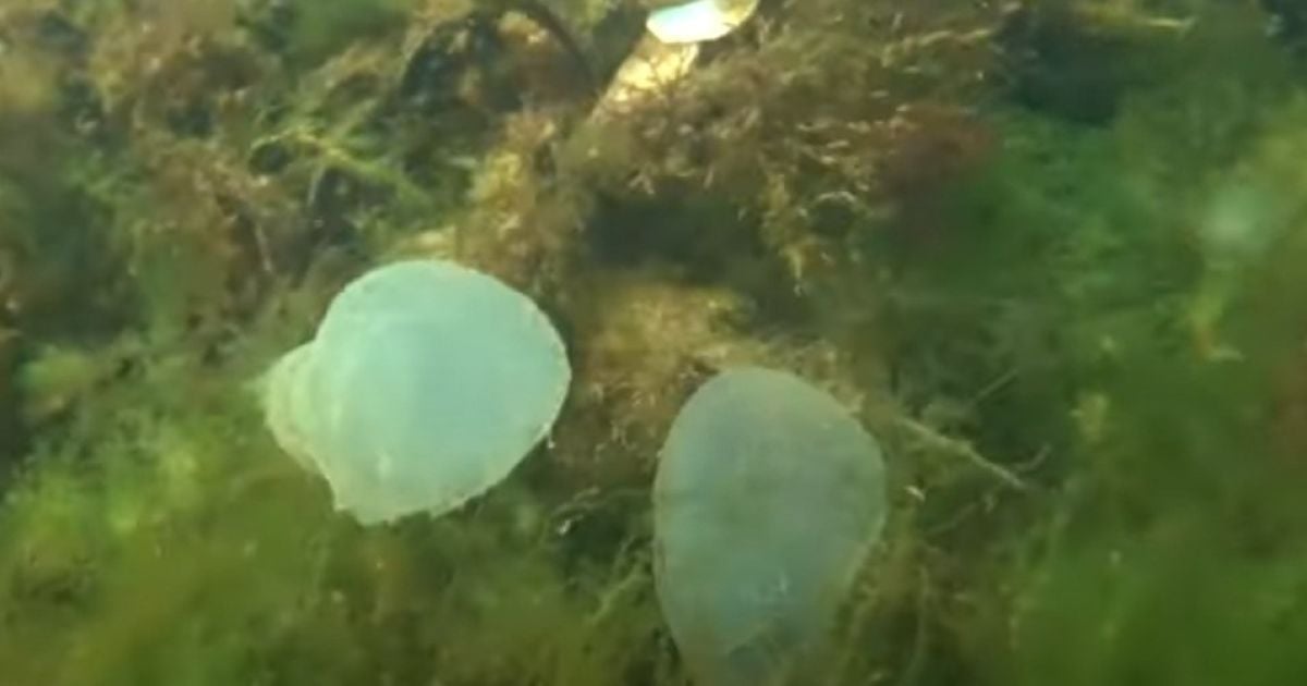 Морське дно на узбережжі Одеси всіяне "ртутними кульками": відео