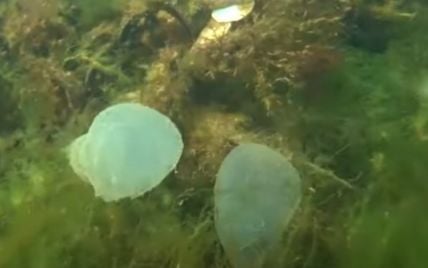 Морское дно на побережье Одессы усеяно "ртутными шариками": видео