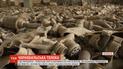 У Прип’яті добровольці вирішили прибрати сміття та змити графіті