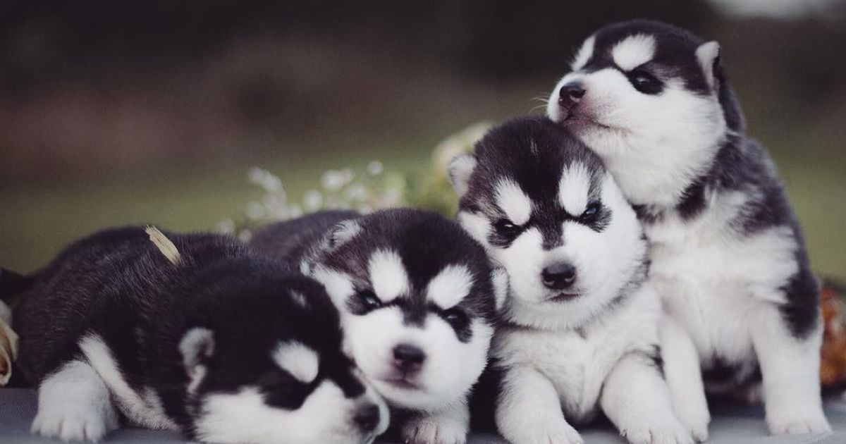 Девушка заинтересовалась этой породой три года назад / © Instagram.com/@erikaeasy