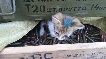Наименьшие боевые побратимы / © facebook.com/theministryofdefence.ua