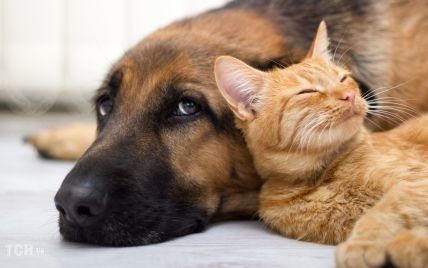 Можно ли кормить кошку собачьим кормом, а собаку - кошачьим?