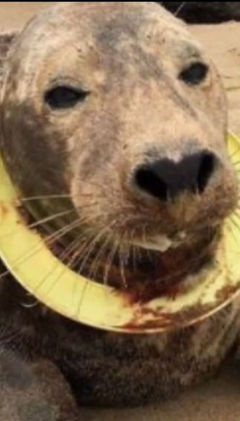 В Великобритании спасли тюленя, который застрял в фризби