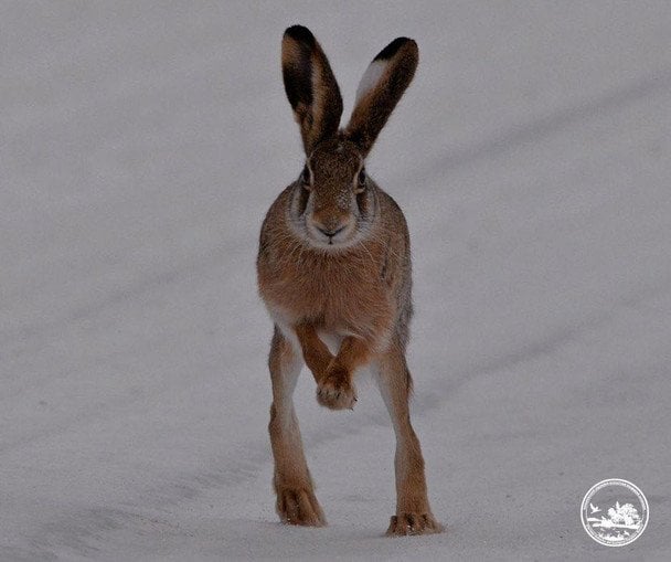  / © Чорнобильський радіаційно-екологічний біосферний заповідник