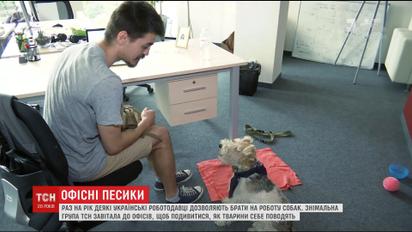 Офісний улюбленець: українські компанії раз в рік дозволили працівникам взяти на роботу собак