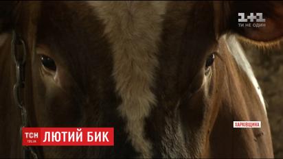 На Харківщині бик на смерть затоптав працівника ферми