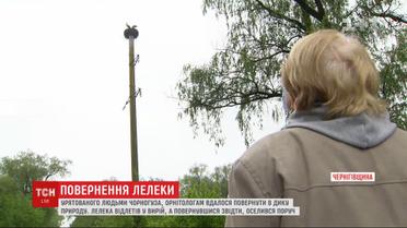 К селянке в Киевской области вернулся с юга аист, за которым она ухаживала почти год