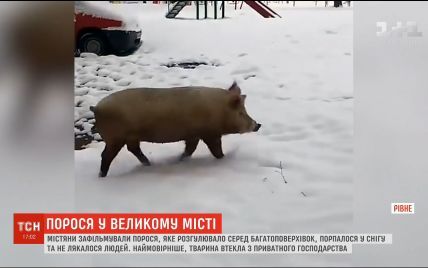 У Рівному вулицями розгулювала свиня