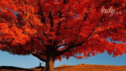 Венера у Стрільці від 30 листопада до 24 грудня 2025 року