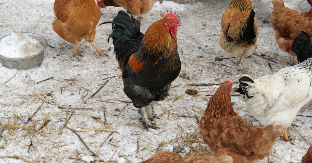 Щоб кури неслися взимку