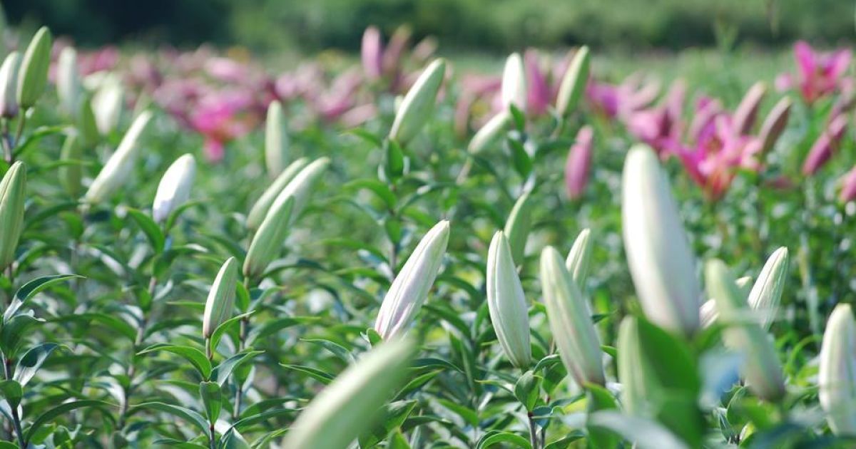 На Волині з'явилися маленькі "Нідерланди"