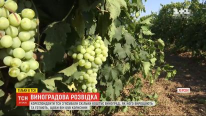 Разведка ТСН: сколько стоит виноград и как сделать его полезным