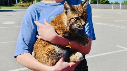 На Київщині поліція затримала чоловіка, який продавав червонокнижну рись