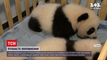 Новини світу: у китайському центрі розведення панд показали маленьких панденят