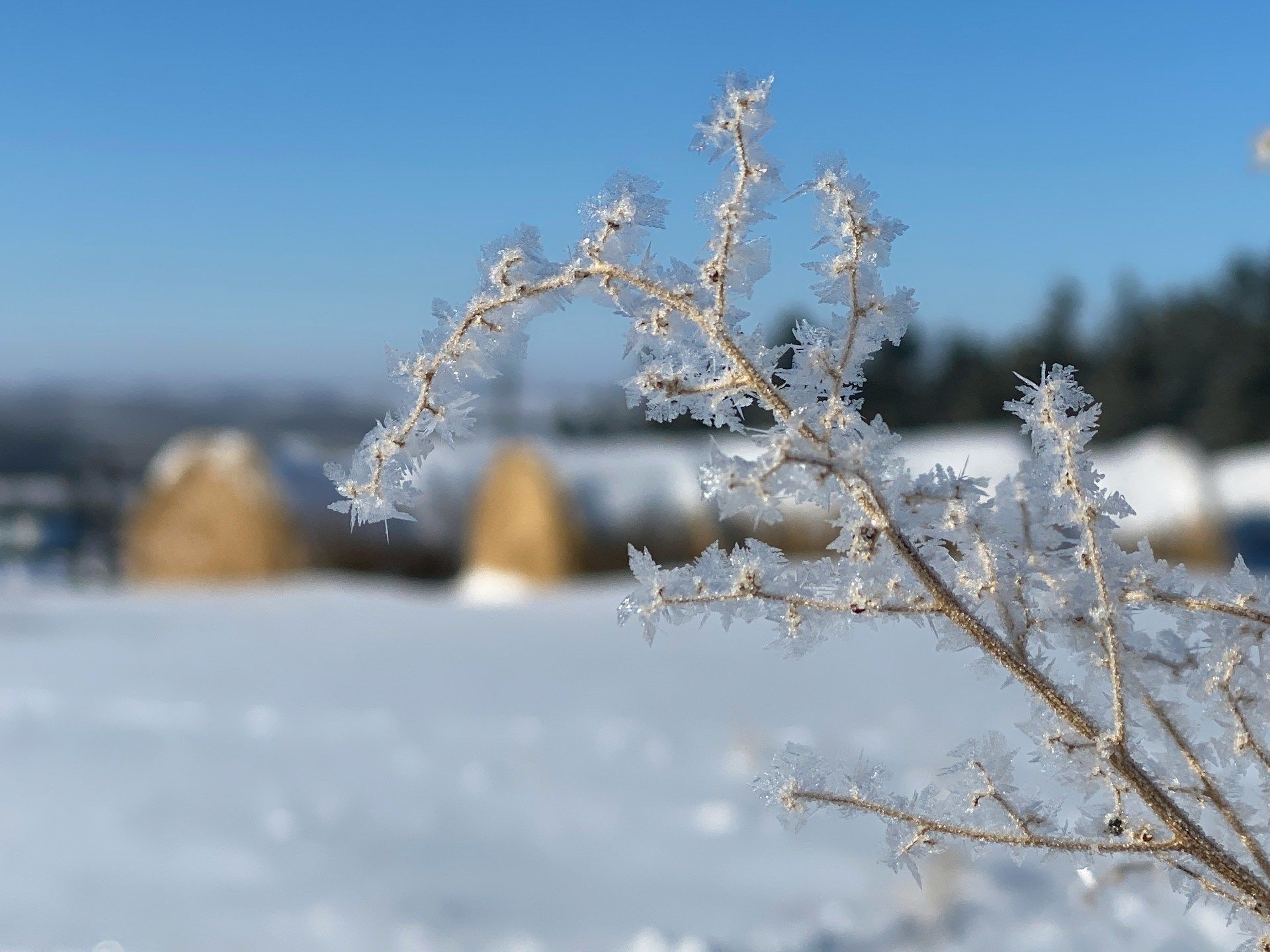 6 січня дерева вкрилися інеєм — рік буде родючим / © Unsplash