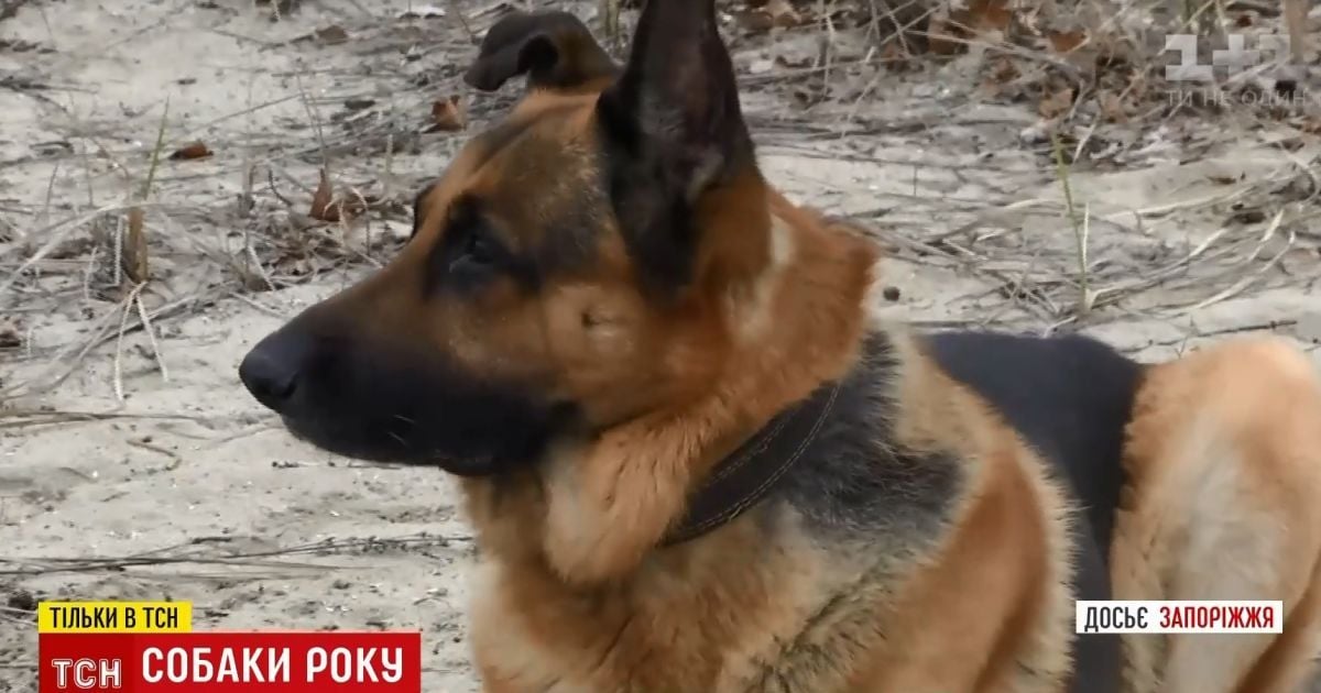 Рік собаки: перед ним кілька героїчних тварин уславилися на всю Україну