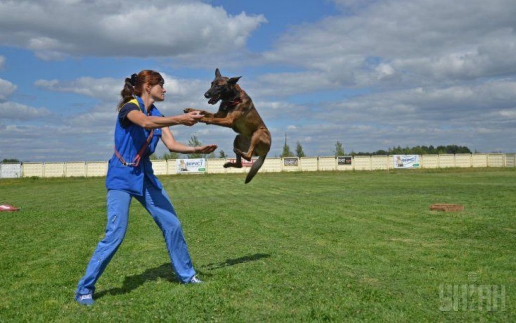 Собаки помогут силовикам пройти реабилитацию / © УНИАН