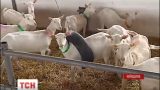 В Японии коз начали сдавать в аренду, чтобы ухаживали за газонами и садами