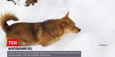 Новини України: у Львівській області врятували песика, якого власники хотіли втопити