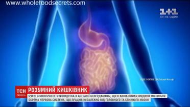 Австралійські учені заявили, що у кишківнику людини міститься окрема нервова система