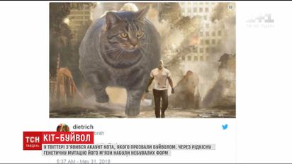 В Twitter набирает популярность аккаунт "кошки-буйвола"