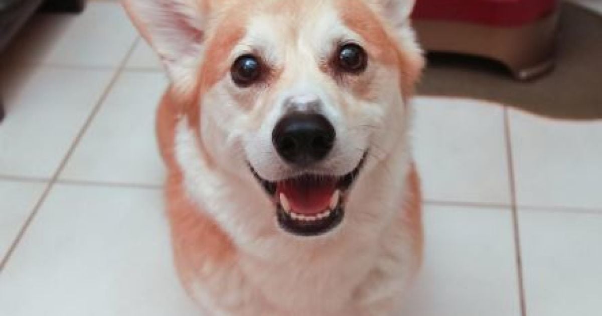 Коргі_3 / © Intagram/wallythewelshcorgi