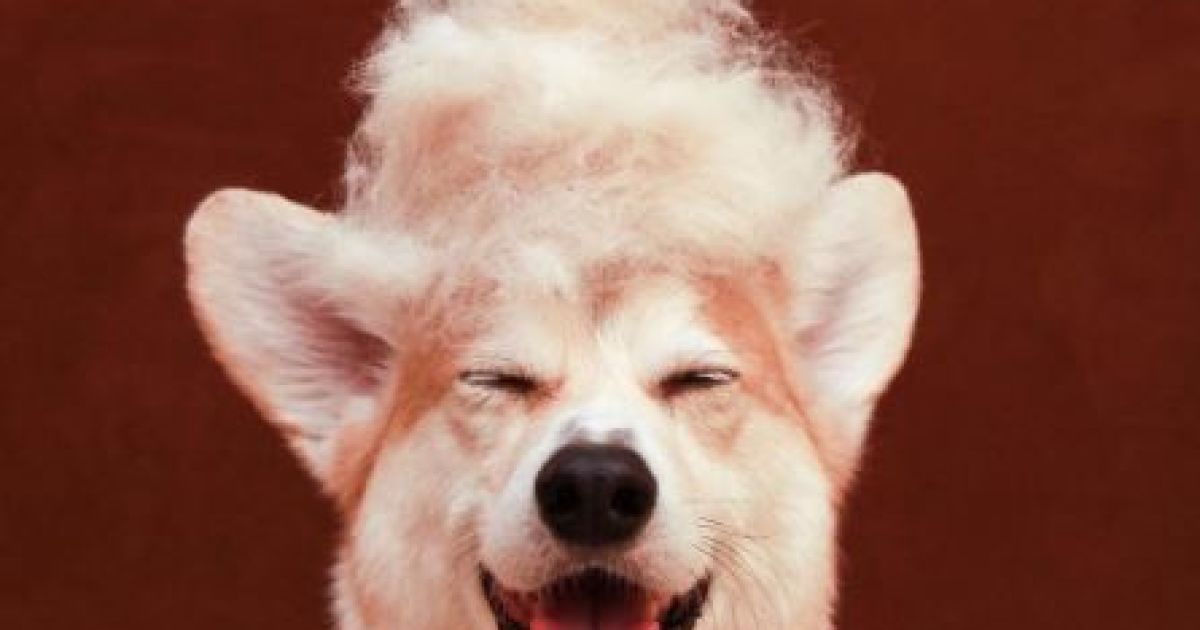 У Мережі став шалено популярним постійно усміхнений коргі