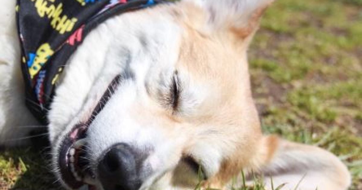 Коргі_5 / © Intagram/wallythewelshcorgi