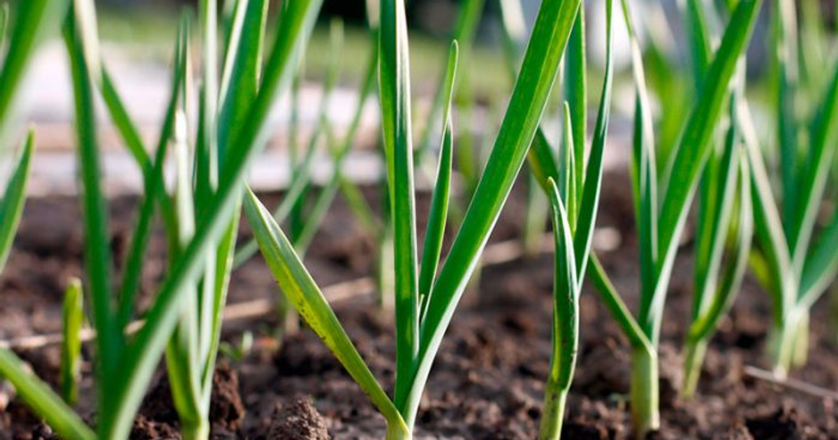 Уход за чесноком весной