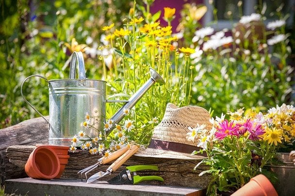Що садити у червні: правила літнього посіву та повний перелік культур