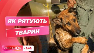 Спасение четвероногих: как проходит эвакуация животных из Херсона и какая ситуация в приютах