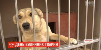 День вуличних тварин: як брудний, голодний та травмований може стати найліпшим другом