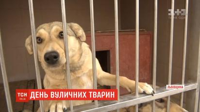 День вуличних тварин: як брудний, голодний та травмований може стати найліпшим другом