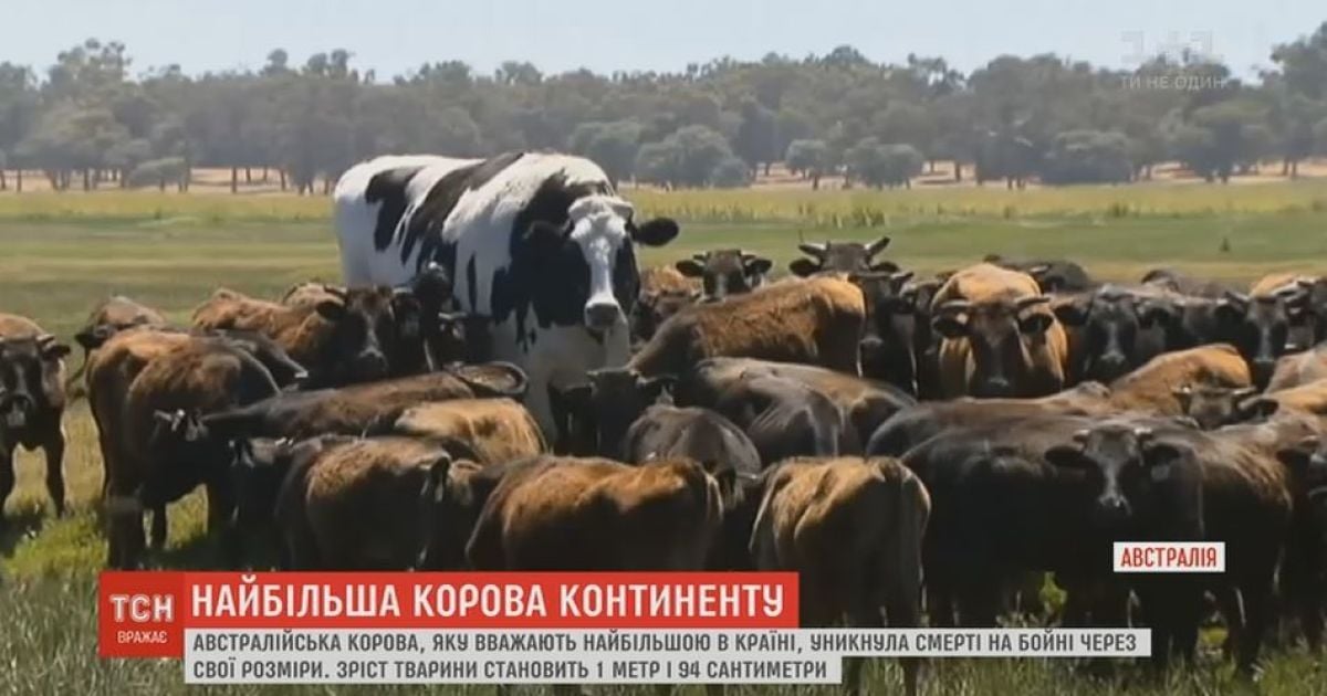 Австралійський фермер змилувався над найбільшою коровою країни