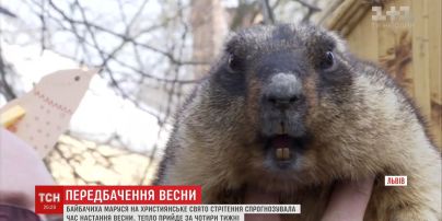 У Львові бабак напрогнозував ранній прихід тепла
