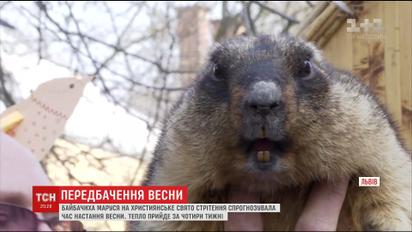 Во Львове сурок напрогнозировал ранний приход тепла