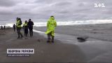 Тысячи мертвых тюленей выбросило на берега российского Дагестана