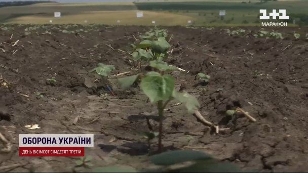 Бавовник / ©